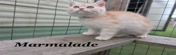 Persian cats for sale: *Last 2* Reduced Beautiful Persian Exotic Kitten - Advert 1