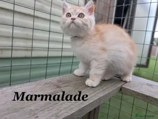 Persian cats *Last 2* Reduced Beautiful Persian Exotic Kitten - Advert 3
