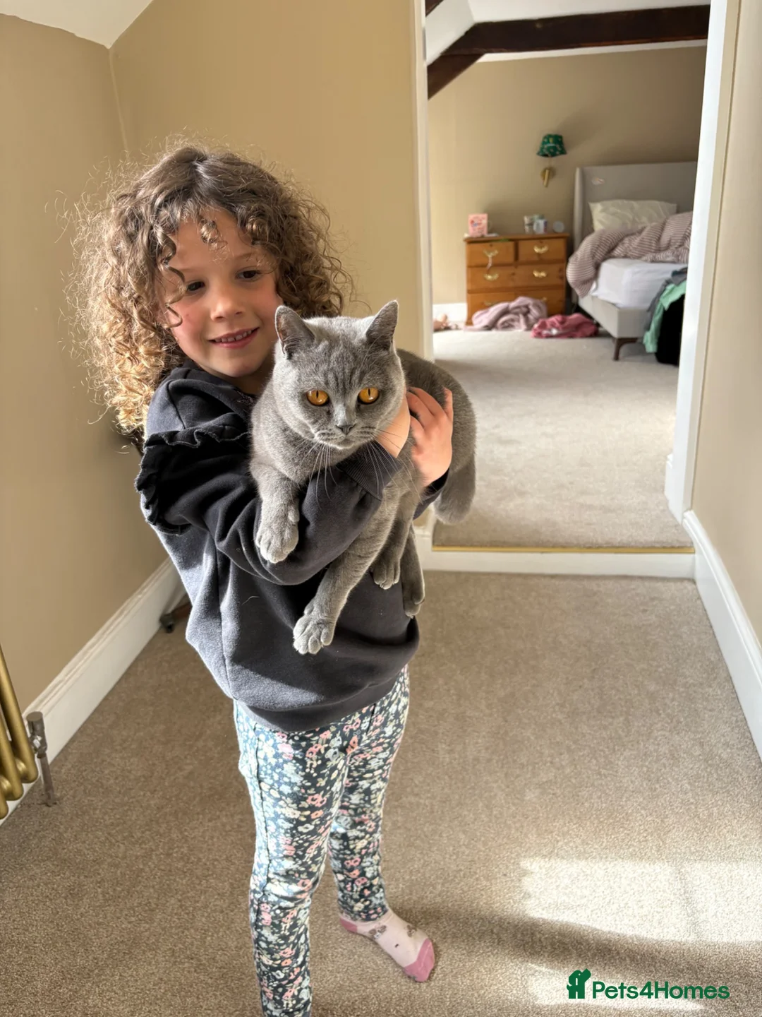 British Shorthair cats for sale: Gorgeous blue British Shorthair SPAYED female  - Advert 2