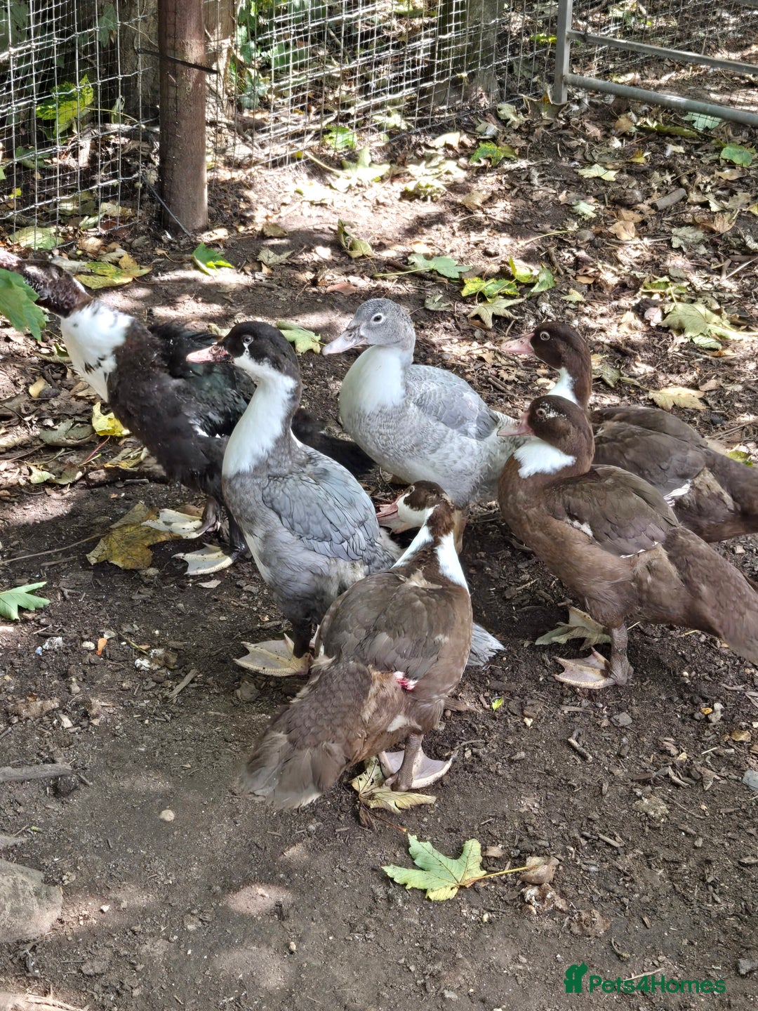 Ducks poultry for sale: Young Muscovy Ducks - Image 9
