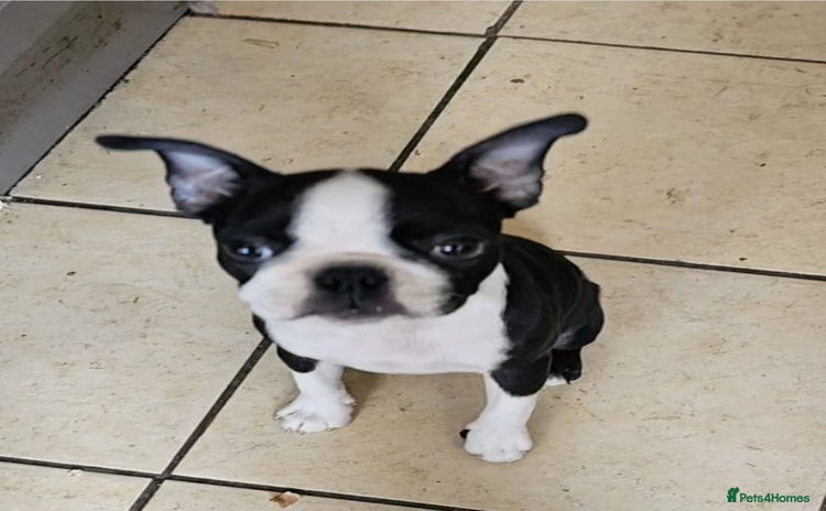Boston Terrier dogs - Advert 8