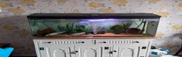 Axolotl reptiles for sale: 3 adult female Axolotls  - Advert 1