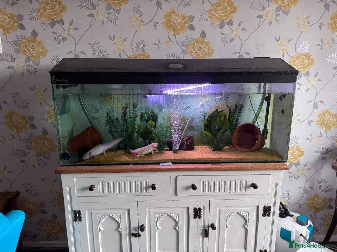 Axolotl reptiles for sale: 3 adult female Axolotls  - Advert 1