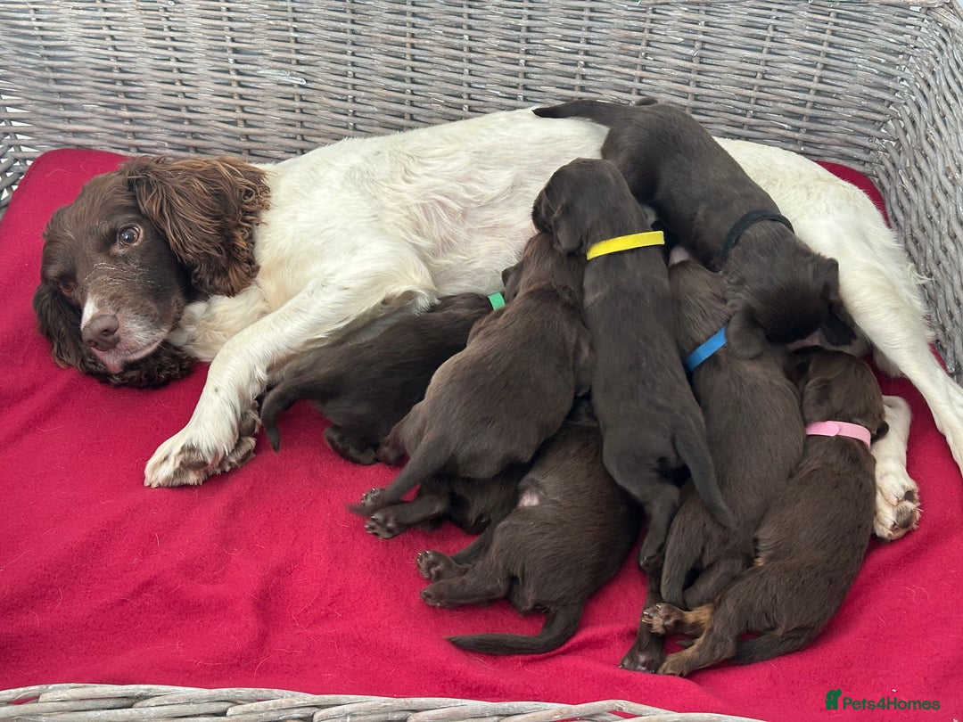 Sprocker dogs for sale: ⭐️Fully Health Tested F1 Sprocker Spaniel Puppies - Advert 11