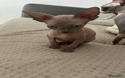 Sphynx cats for sale: Amazing boy. - Image 2