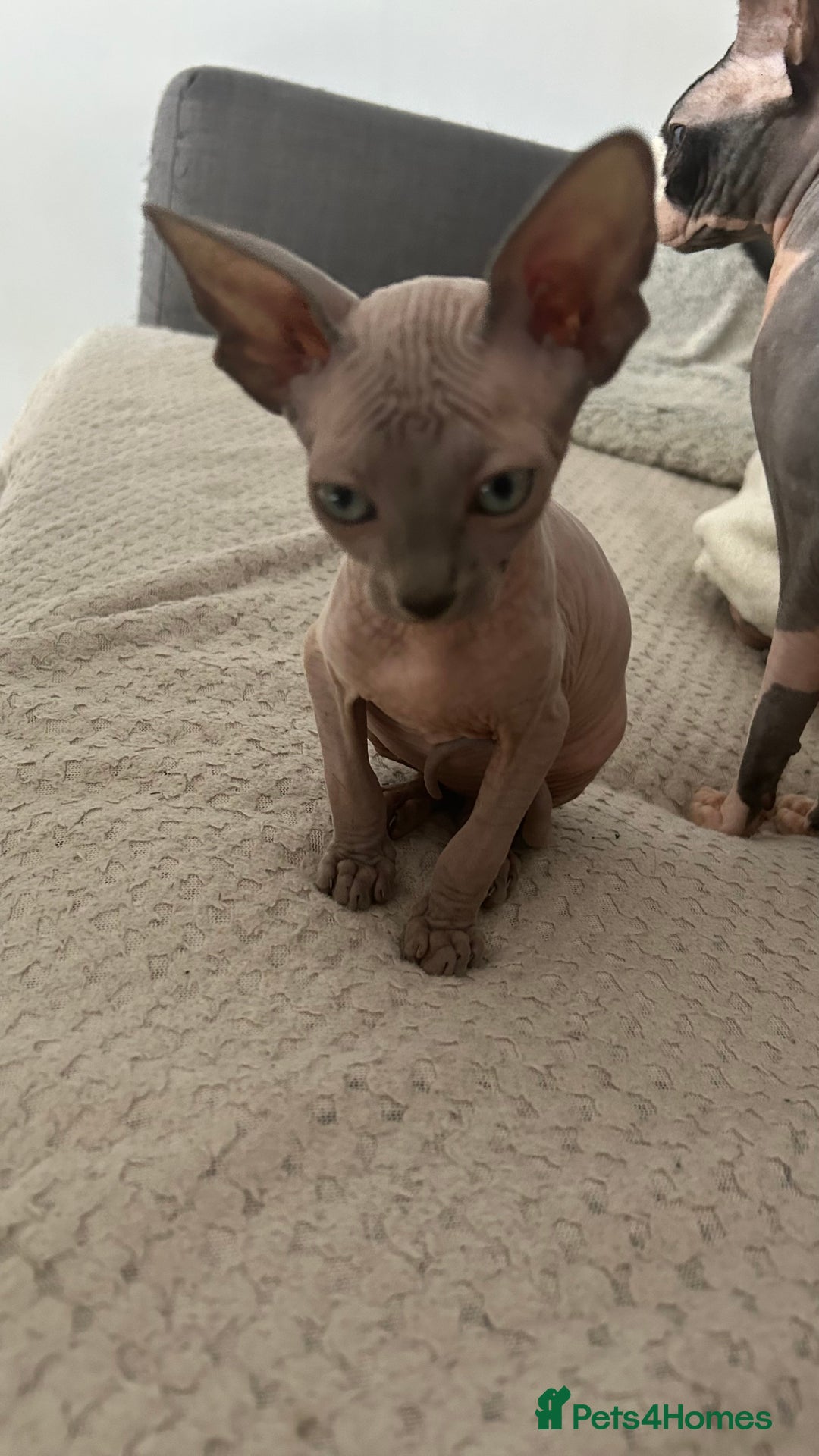 Sphynx cats for sale: Amazing boy. - Image 2