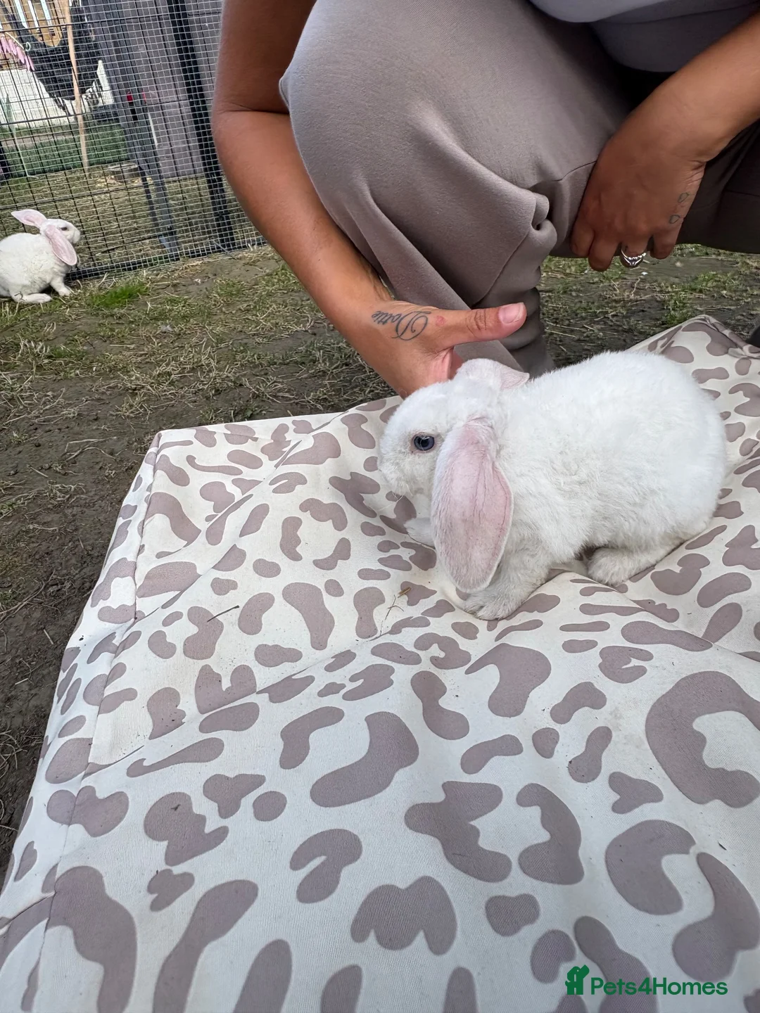 Mini Lop rabbits for sale: Mini lop in Halifax - Advert 2