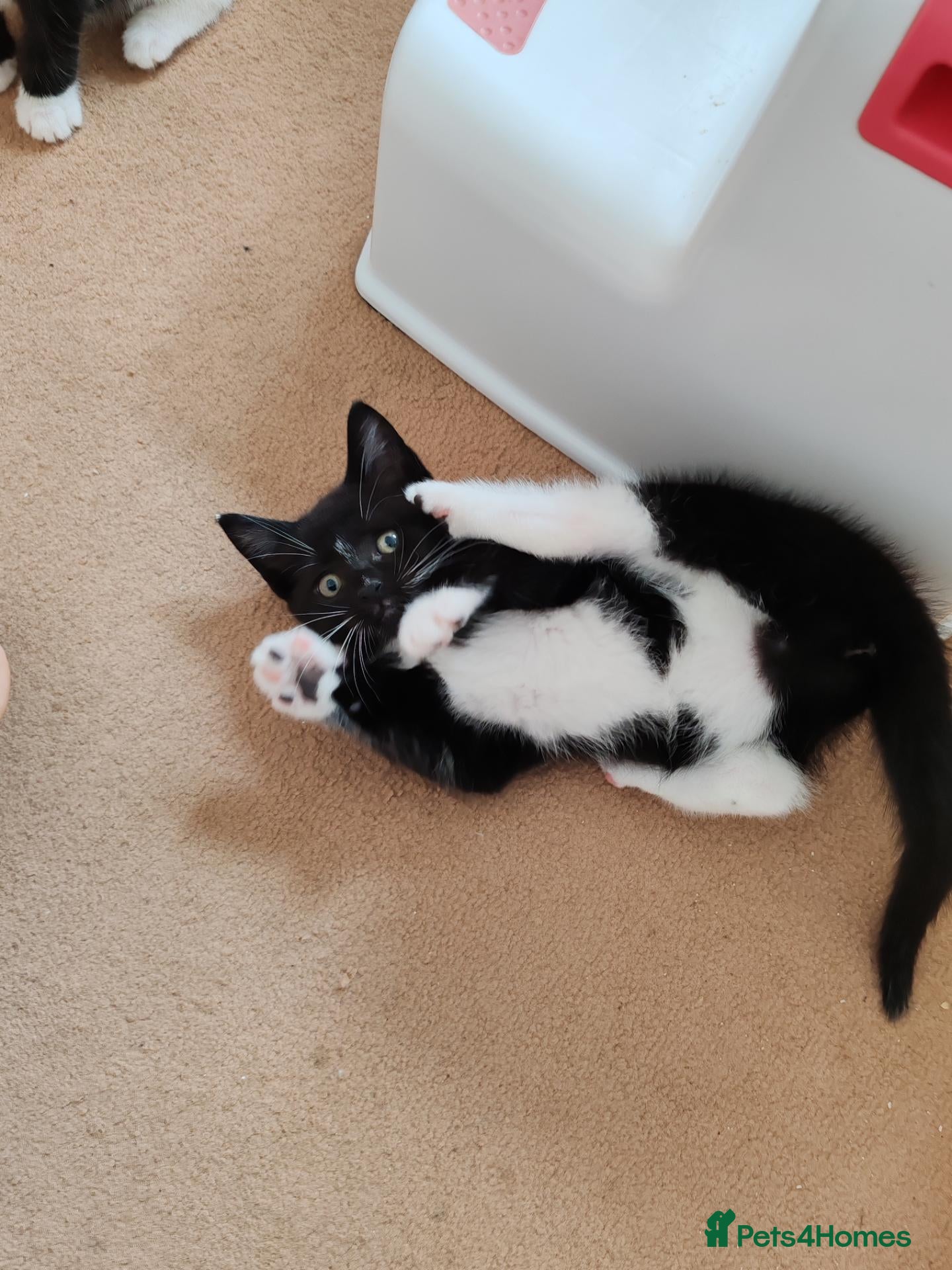 Mixed Breed cats Tuxedo Lovely crazy kittens - Advert 17