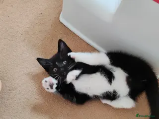Mixed Breed cats Tuxedo Lovely crazy kittens - Advert 3