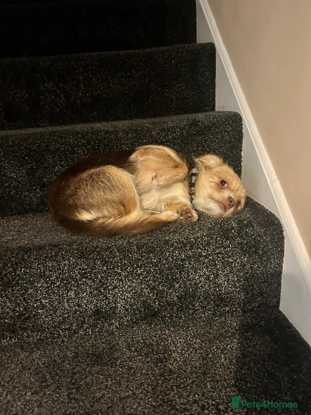 Chorkie dogs for sale: Luna  - Advert 4