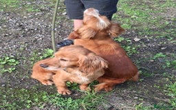 Cocker Spaniel dogs for sale: Working type cocker spaniel boys - Image 25