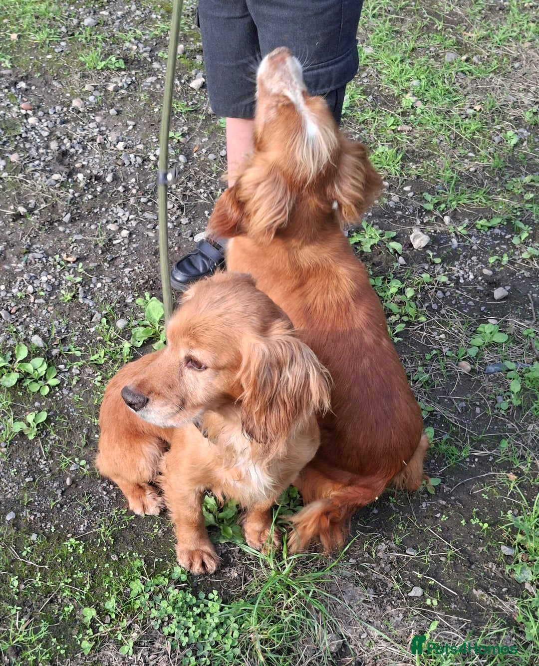 Cocker Spaniel dogs for sale: Working type cocker spaniel boys - Image 25