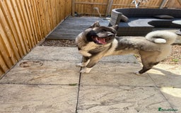 Akita dogs for sale: 4 year old Akita  - Image 26