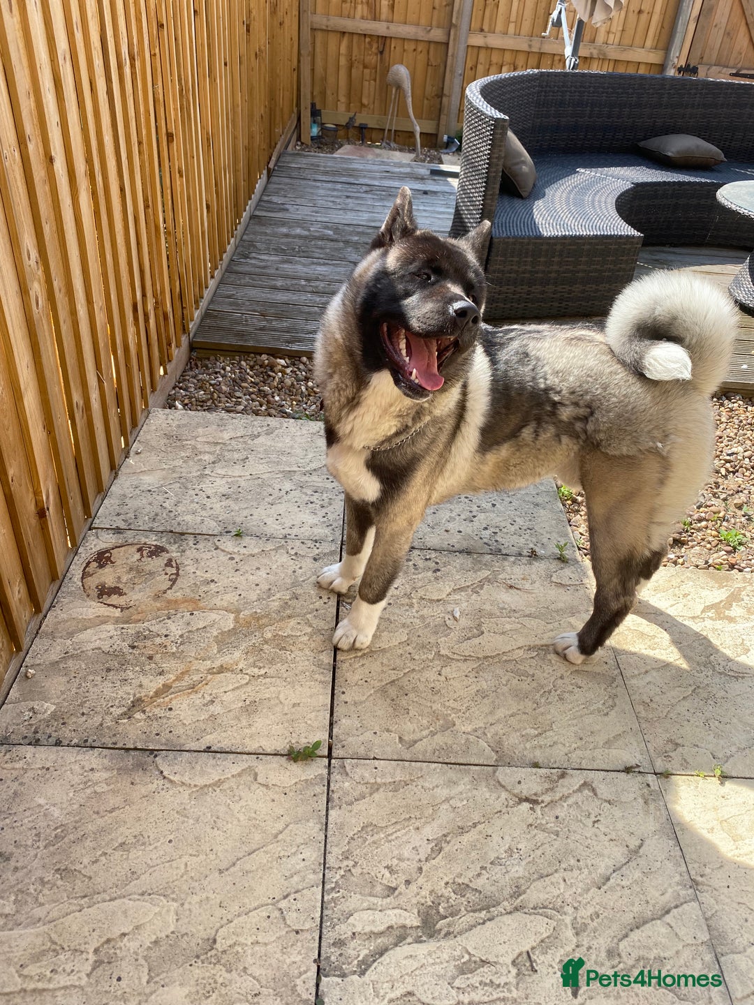 Akita dogs for sale: 4 year old Akita  - Image 26