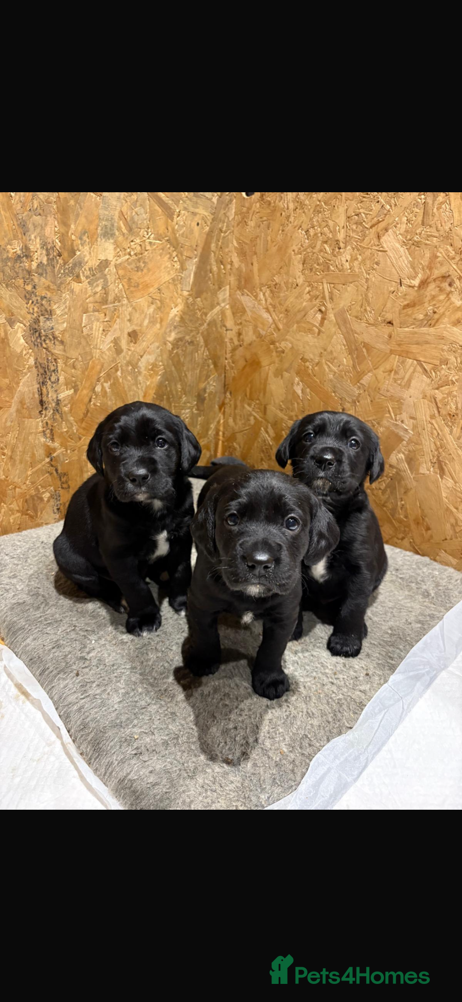 Springador dogs Springador puppies  - Advert 1