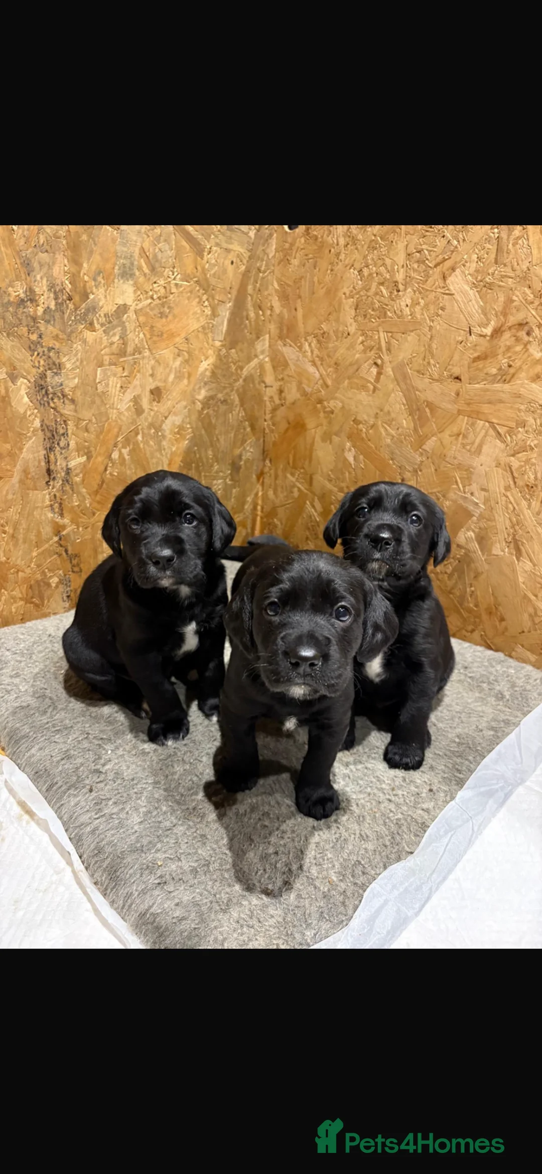 Springador dogs for sale: Springador puppies  - Advert 1