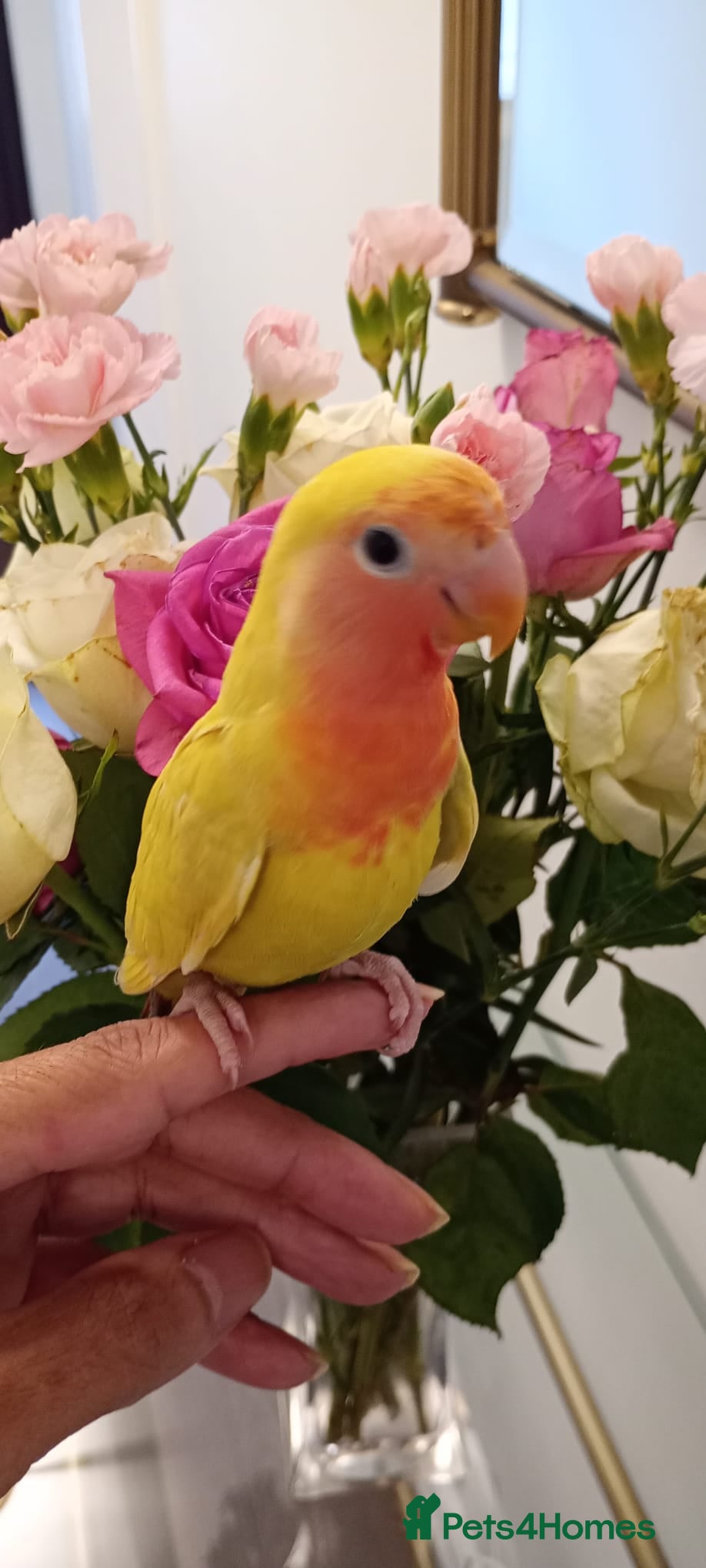 Lovebirds birds Hand reared baby peach faced lovebird for sale. - Advert 1