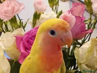 Lovebirds birds Hand reared baby peach faced lovebird for sale. - Advert 1