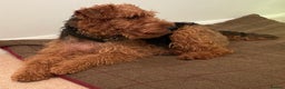 Welsh Terrier dogs for sale: Stunning female Welshie KC reg & health tested - Advert 7