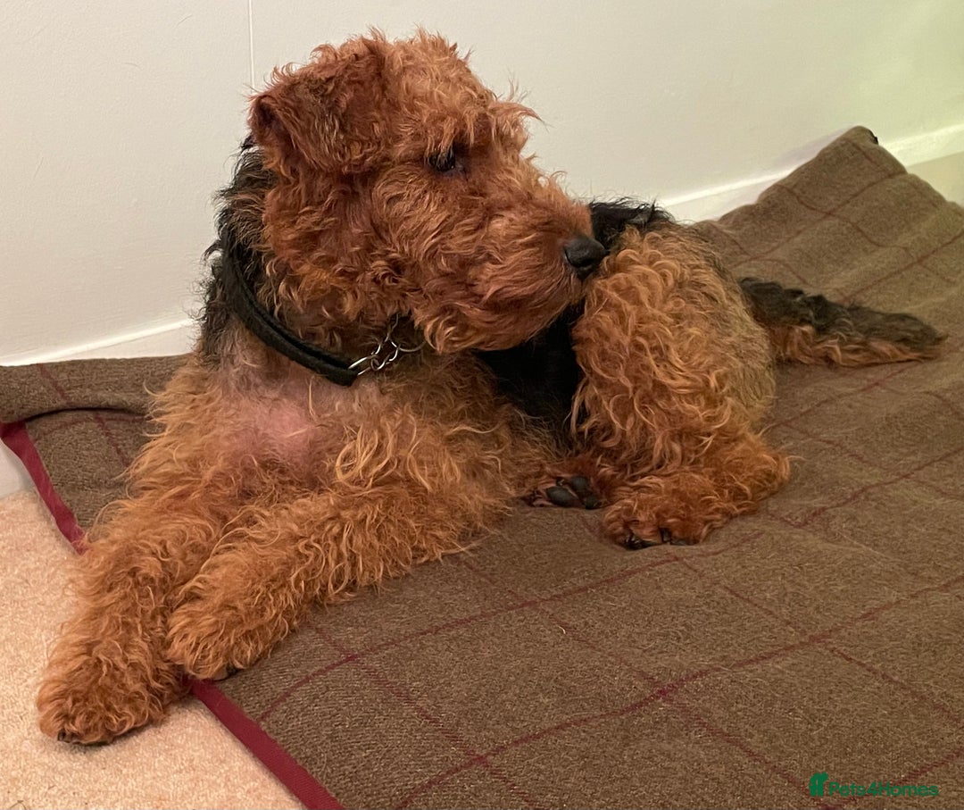 Welsh Terrier dogs for sale: Stunning female Welshie KC reg & health tested - Advert 7