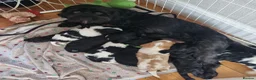 Cavapoo dogs for sale: Beautiful Cavapoo puppies ready for forever homes in Macclesfield - Advert 7