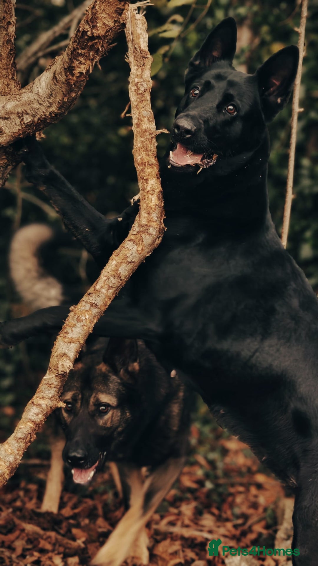 German Shepherd dogs for sale: Looking for good home for my boy Thorn - Image 6