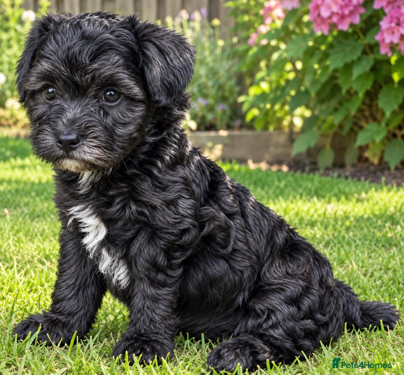 Maltipoo dogs for sale: F1 multipoo toy puppies  - Advert 1