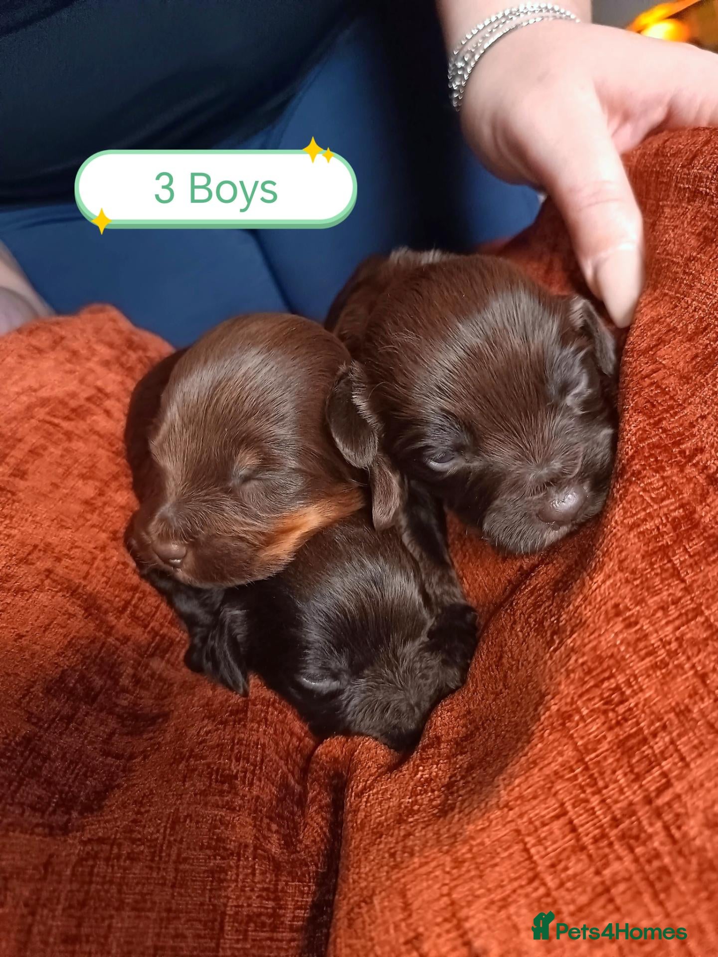 Cockapoo dogs Beautiful Cockapoo Puppies – 3 Boys & 3 Girls - Advert 2