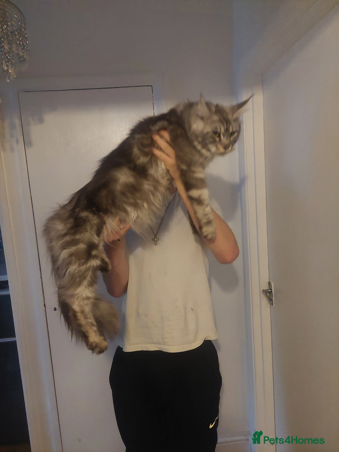 Ragcoon cats for sale: Beautiful ragcoon  - Image 6