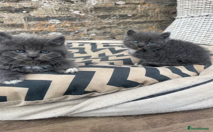 Mixed Breed cats - Advert 15