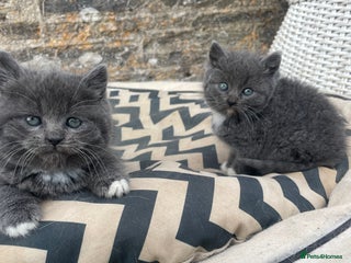 Mixed Breed cats - Advert 9