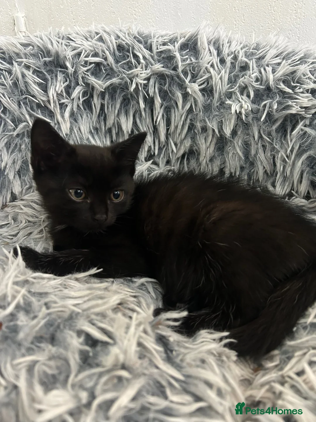 Mixed Breed cats for sale: Two wonderful kittens for sale - Advert 2