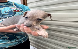 Mixed Breed dogs for sale: Beautiful puppies for sale!!!  - Image 13
