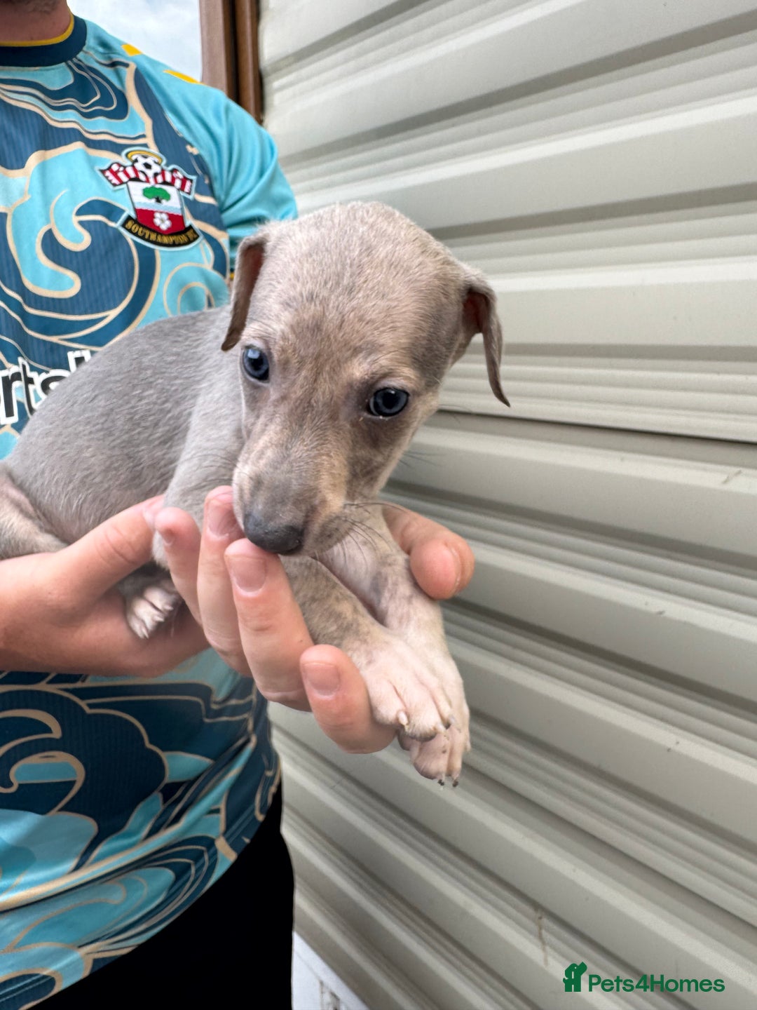 Mixed Breed dogs for sale: Beautiful puppies for sale!!!  - Image 13