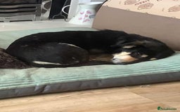 Mixed Breed dogs for adoption: 🐾 RODNEY (Roddy) Foster or Adopt - Image 4