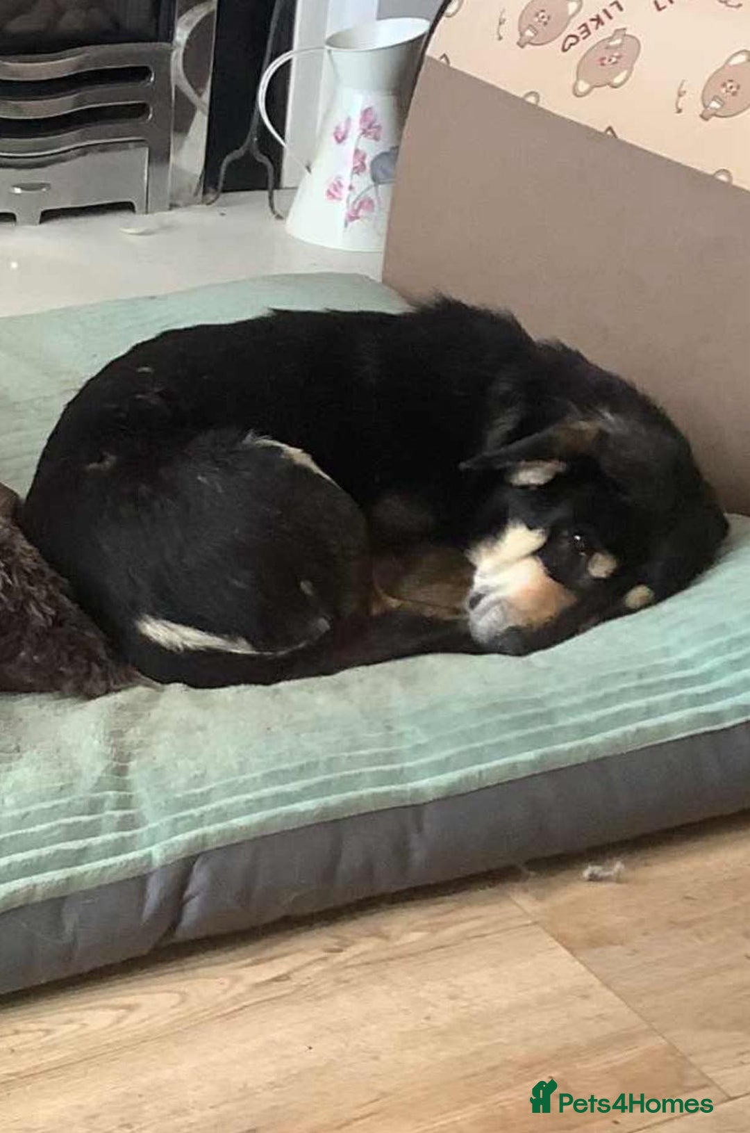 Mixed Breed dogs for adoption: 🐾 RODNEY (Roddy) Foster or Adopt - Image 4