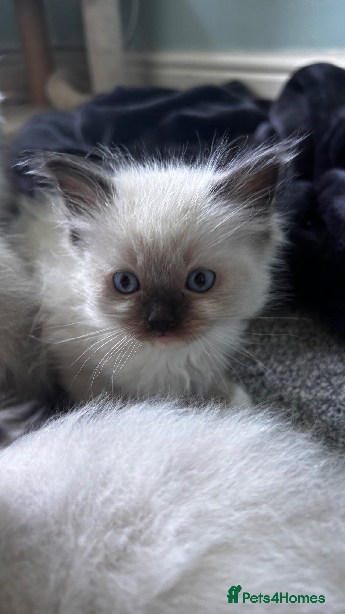 Ragdoll cats Pure breed ragdolls  - Advert 13