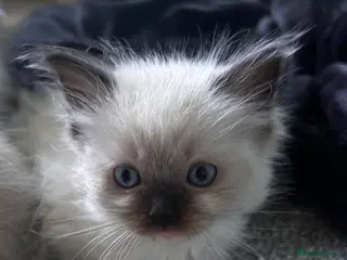 Ragdoll cats Pure breed ragdolls - Advert 13