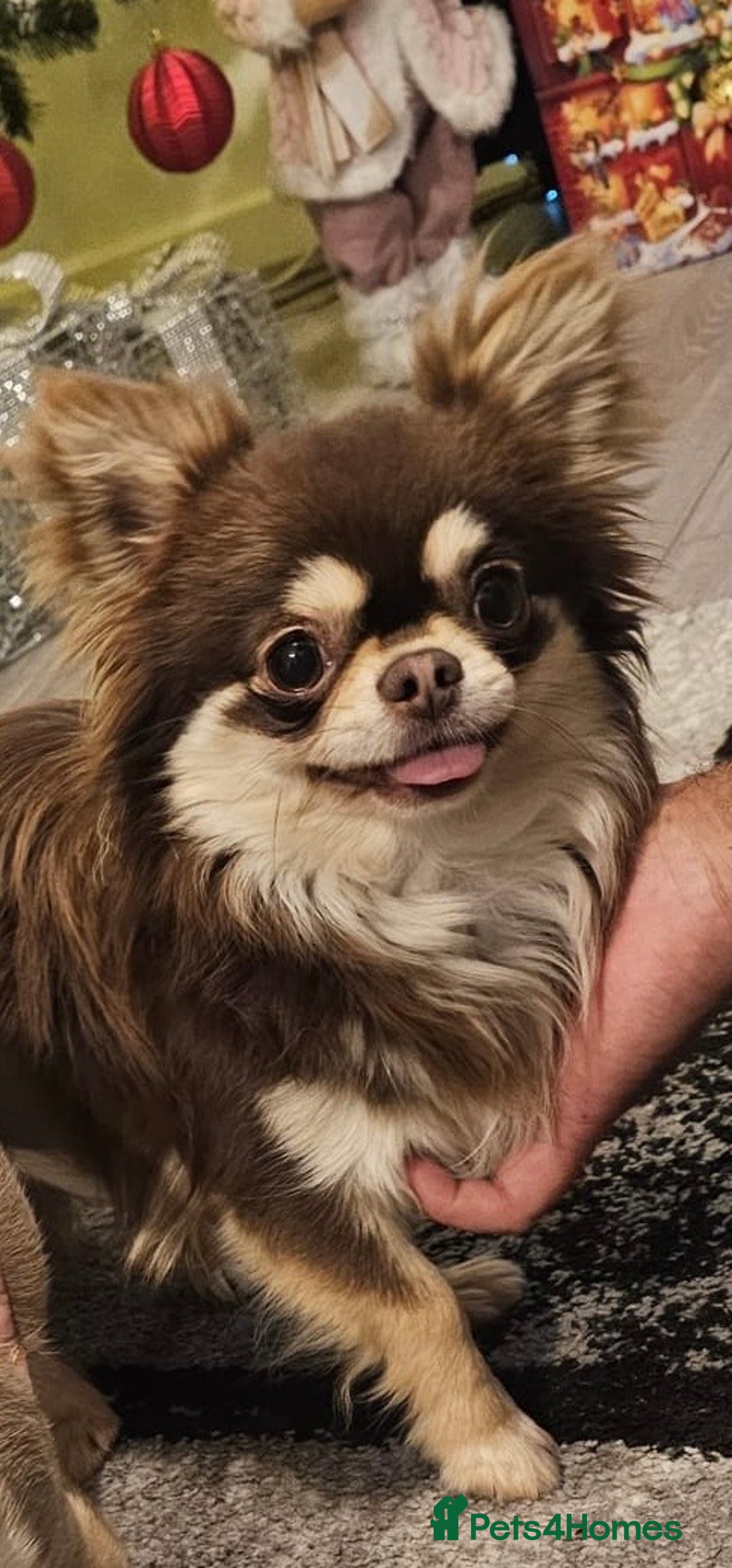 Chihuahua dogs for stud: Cosmo the choc & cream proven stud - Advert 1