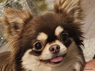 Chihuahua dogs Cosmo the choc & cream proven stud - Advert 2