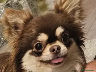 Chihuahua dogs Cosmo the choc & cream proven stud - Advert 18