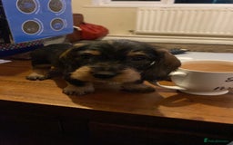 Dachshund dogs for stud: Teckle  in Whitley Bay - Image 2