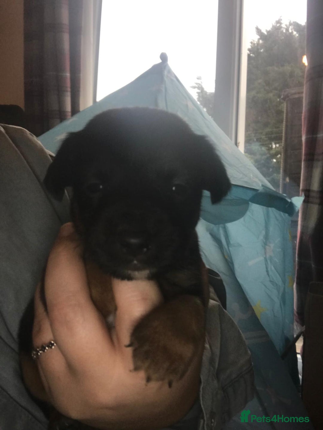 Jack Russell dogs for sale: Jack Russell puppies - Advert 8