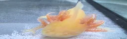 Axolotl reptiles for sale: Rescue Axolotls Looking For New Home  - Advert 11
