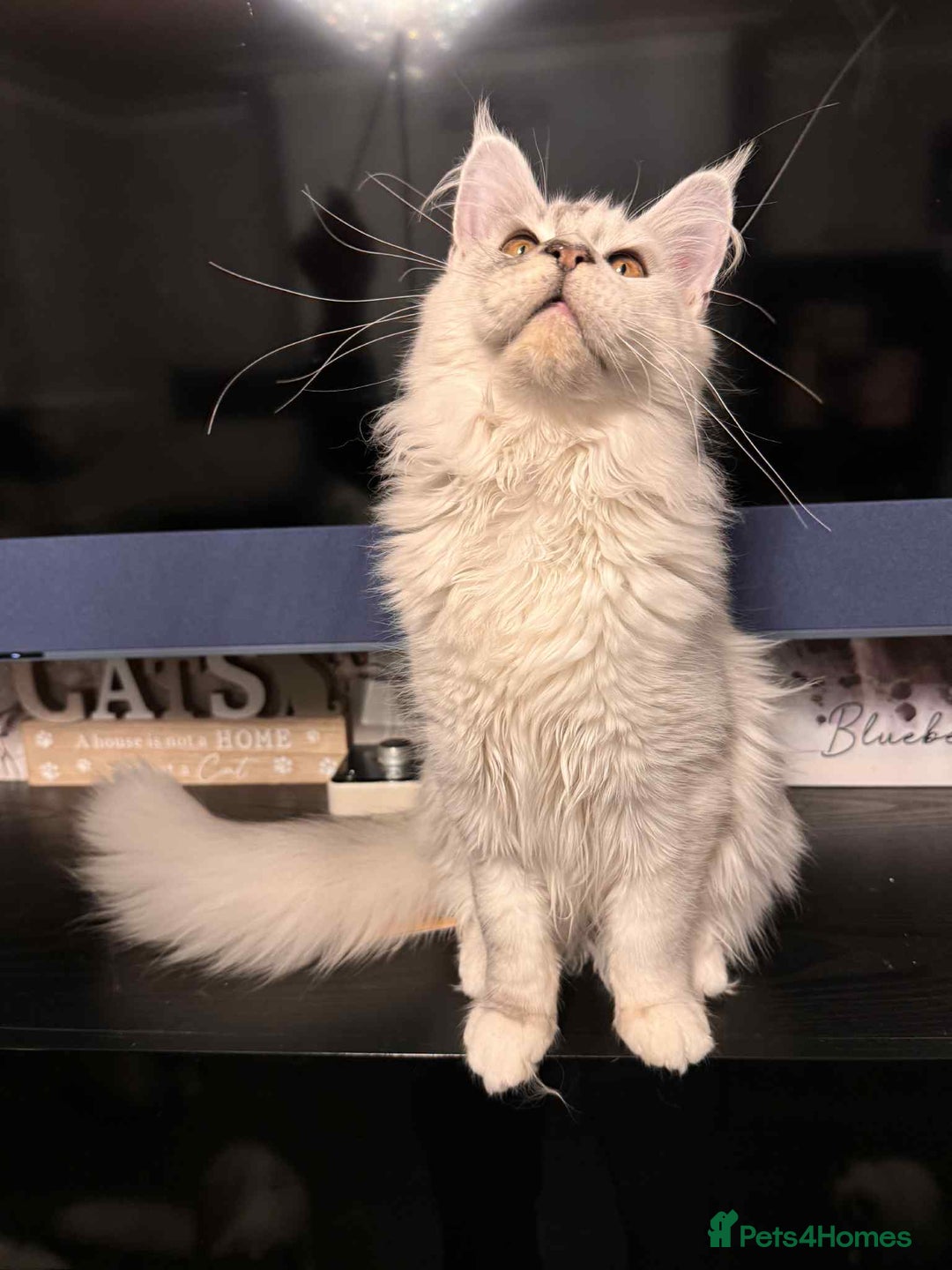 Maine Coon cats for sale: TICA Reg Blue Silver Shaded MaineCoon Kittens  - Advert 5