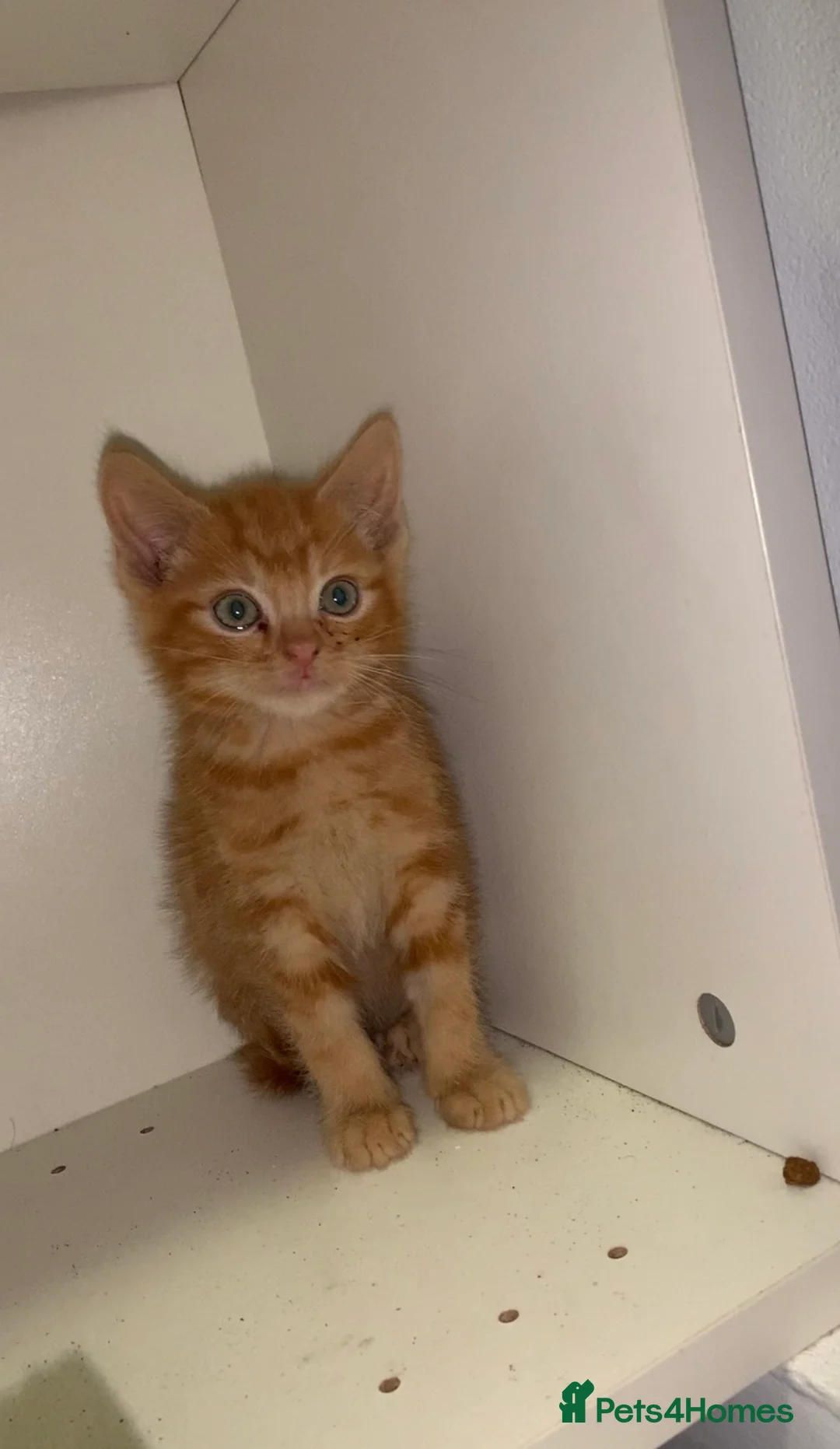 Mixed Breed cats for sale: Beautiful kitten - Advert 5