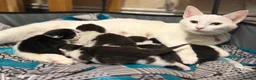 Mixed Breed cats for sale: 5 adorable kitties ready in 3-4 weeks time  - Advert 1