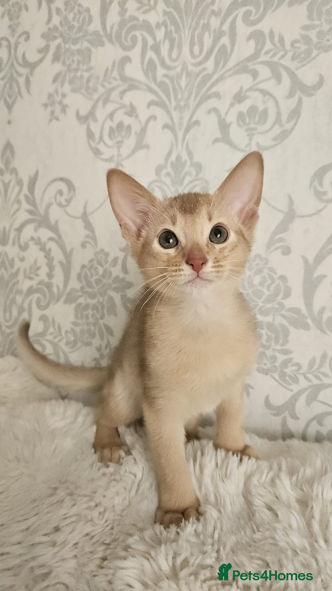 Abyssinian cats Abyssinian  - Advert 17