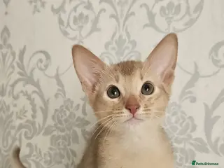 Abyssinian cats Abyssinian - Advert 5