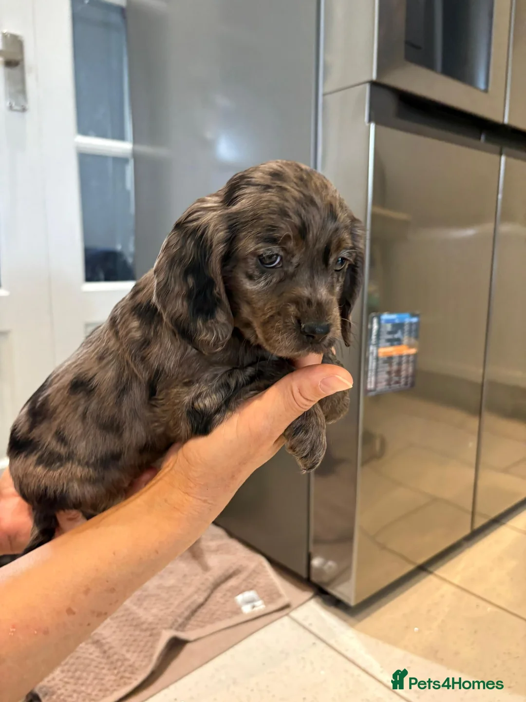 Cocker Spaniel dogs for sale: 100% Pedigree full show type DNA health tested  in Worksop - Advert 15